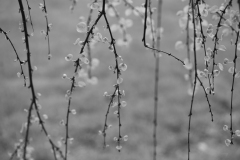 11_Hui-Wang_285HuiWang_AfterTheRain