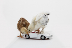 12-Hui-Wang_285HuiWang_ShallWeDrive