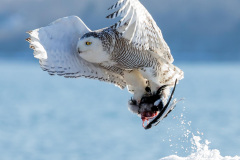 07-Mei-Hu-9C1C61B7-B63E-4CA5-92F6-59A8CDD8CC36