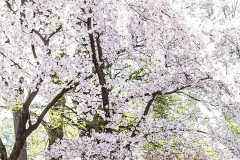 13-Monica-Tong-DB308045-B1A3-42A8-8F81-B15D167352E1