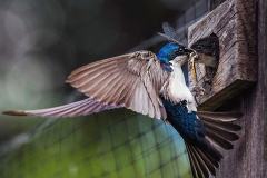 01-58.A-Mothers-Love